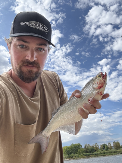 Goldeye