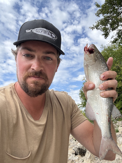Goldeye