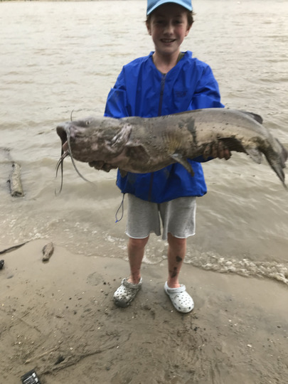 Channel Catfish