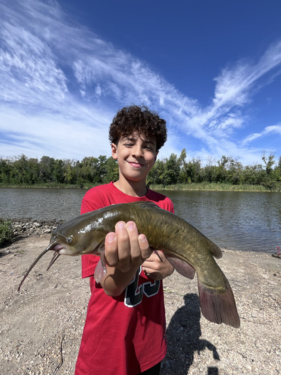Bullhead