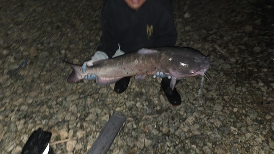 Channel Catfish