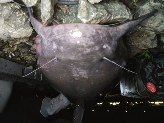 Channel Catfish