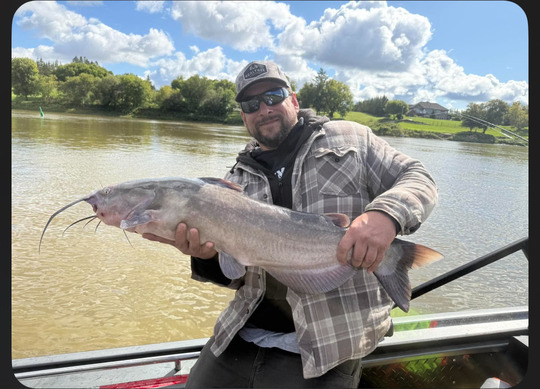 Channel Catfish