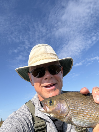 Arctic Grayling
