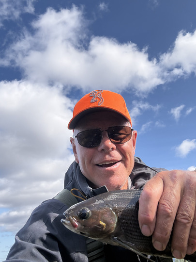 Arctic Grayling