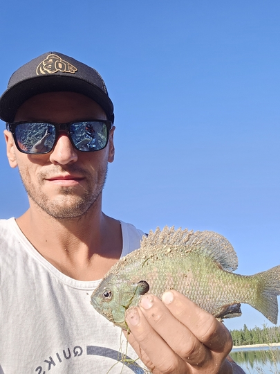 Sunfish