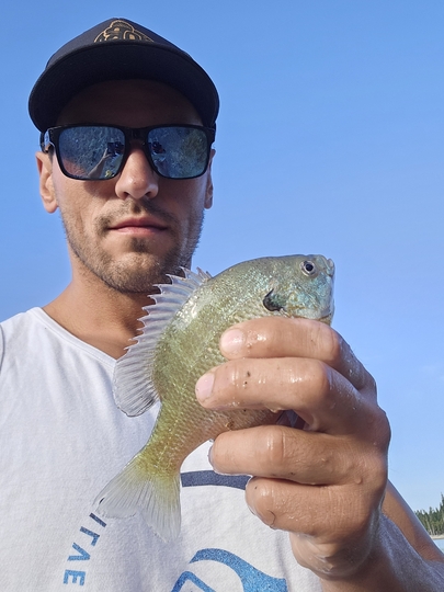 Sunfish