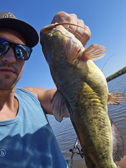 Bullhead