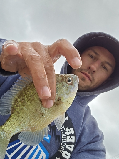 Sunfish