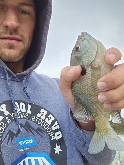 Sunfish