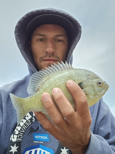 Sunfish
