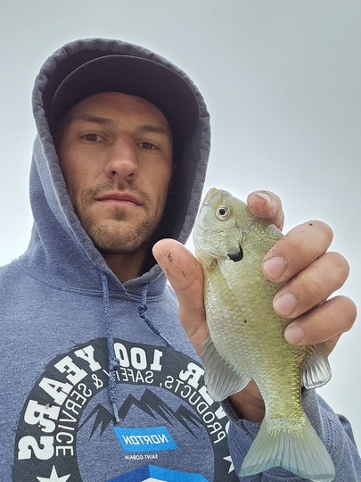 Sunfish