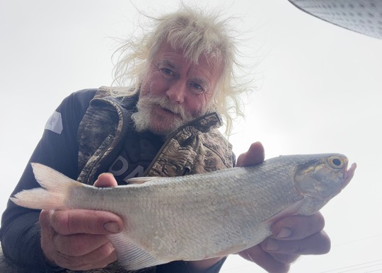 Goldeye