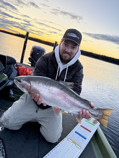 Rainbow Trout
