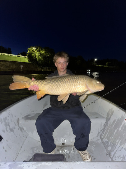 Common Carp