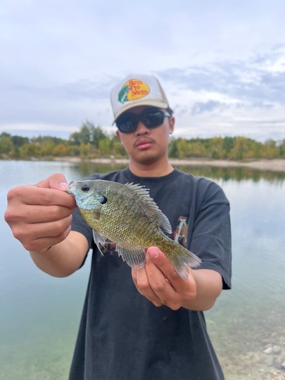 Sunfish