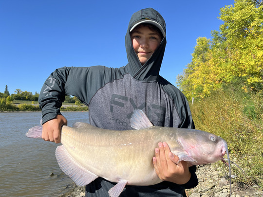 Channel Catfish