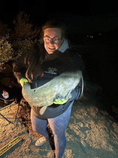 Channel Catfish