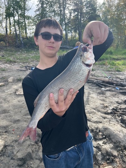 Goldeye
