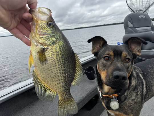 Black Crappie