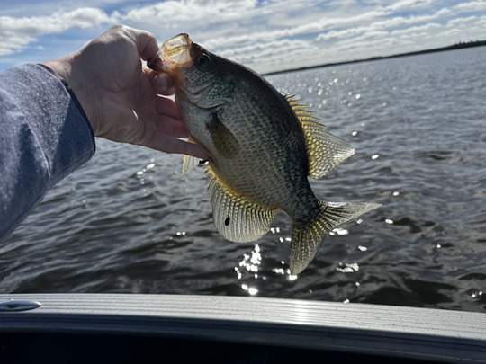 Black Crappie
