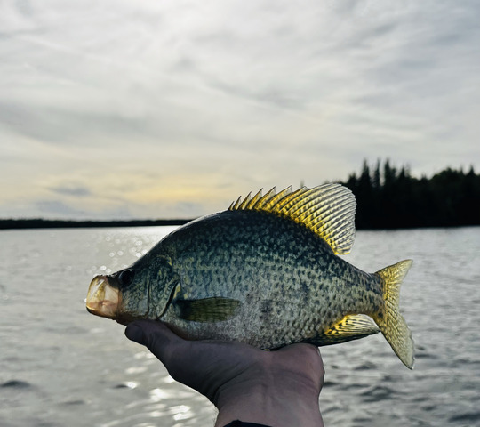 Black Crappie