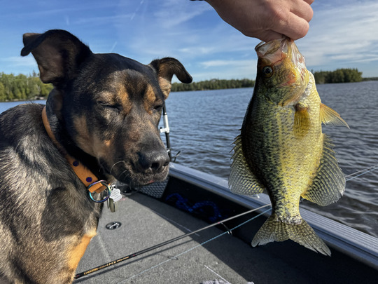 Black Crappie