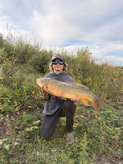 Common Carp
