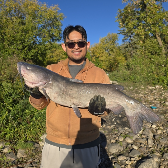 Channel Catfish