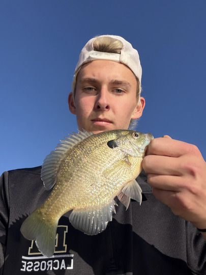 Sunfish