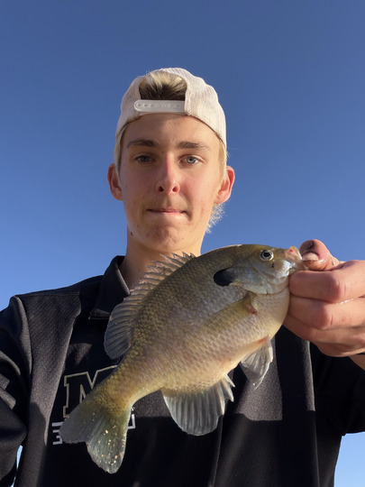 Sunfish