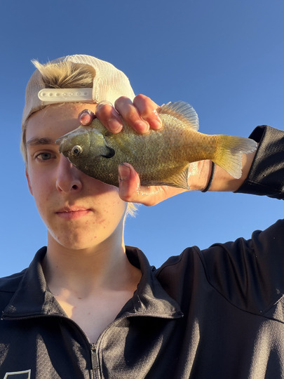 Sunfish