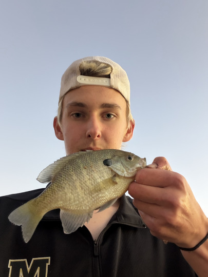 Sunfish