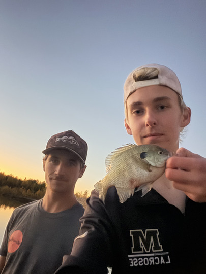 Sunfish