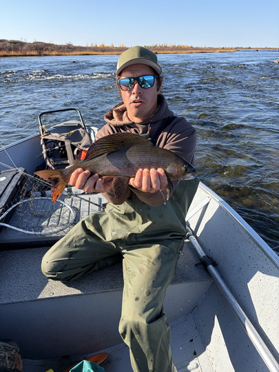 Arctic Grayling