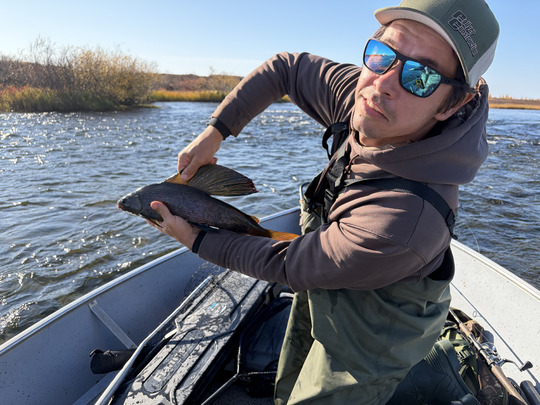 Arctic Grayling