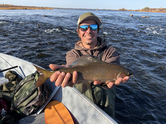 Arctic Grayling