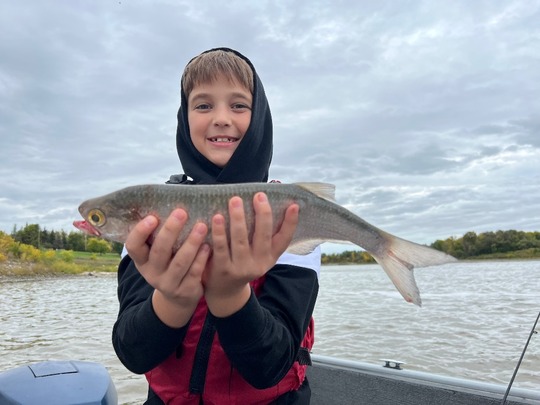 Goldeye