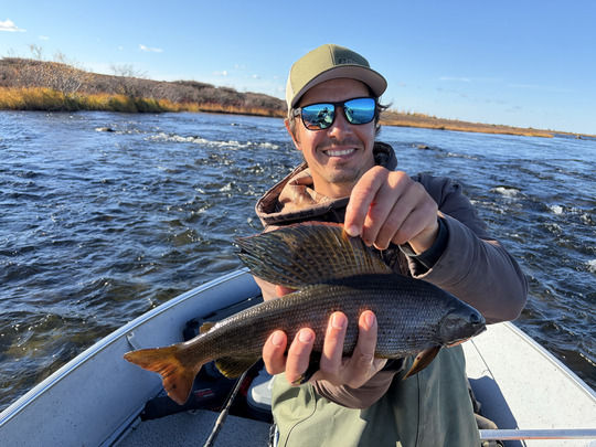 Arctic Grayling