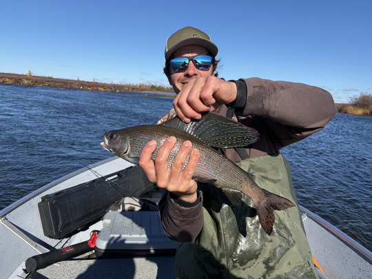Arctic Grayling