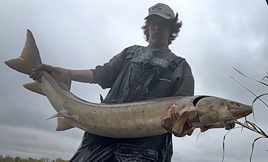 Lake Sturgeon