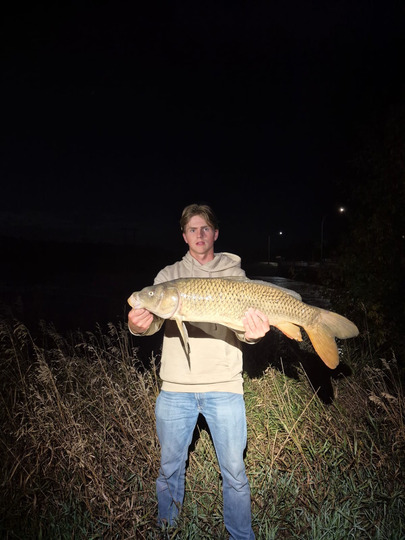 Common Carp