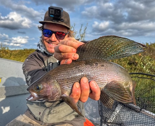 Arctic Grayling