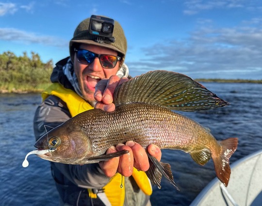 Arctic Grayling