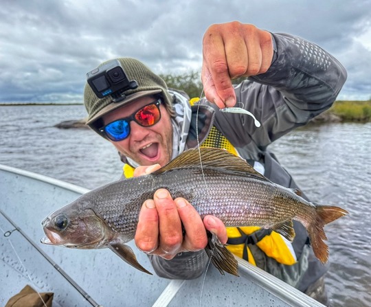 Arctic Grayling