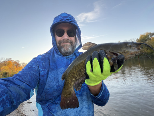 Bullhead
