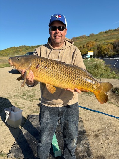 Common Carp