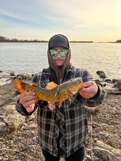 Bullhead