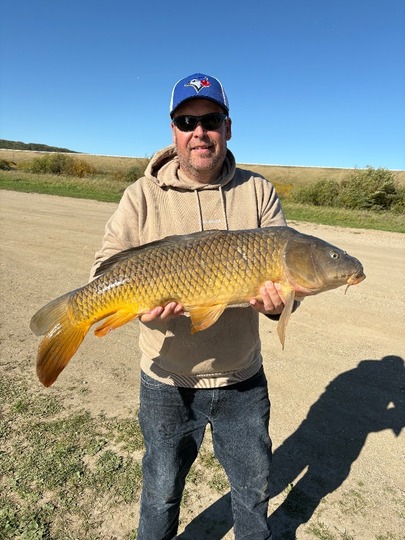 Common Carp