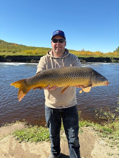 Common Carp